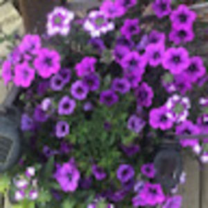 Meet your Posher, Colleen & mike